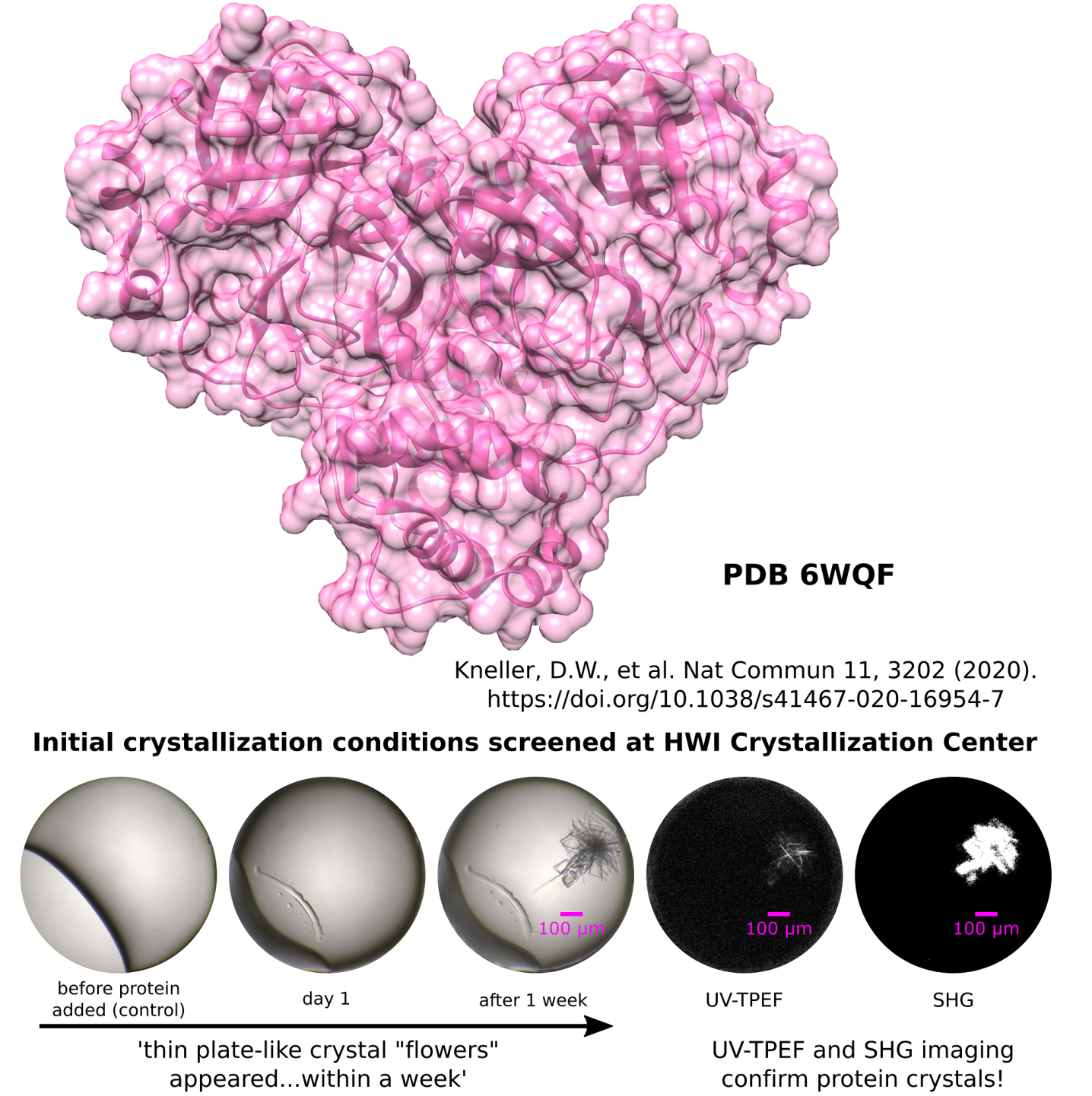 Coronavirus SARS-CoV-2 image at room temperature